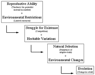 Process - Natural Selection and Evolution Webquest